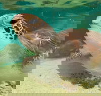 Cairns Aquarium Marine Life Encounter Ticket with 2-Course Lunch - Accommodation Bookings