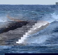 Whale Watching by Sea World Cruises - Accommodation Bookings