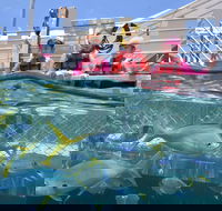 Outer Reef Pontoon Experience from Cairns - Accommodation Bookings