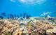 Outer Reef Pontoon Experience From Cairns - thumb 4