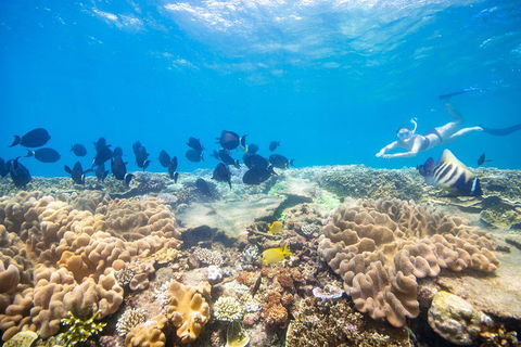 Outer Reef Pontoon Experience From Cairns - Accommodation Bookings 4