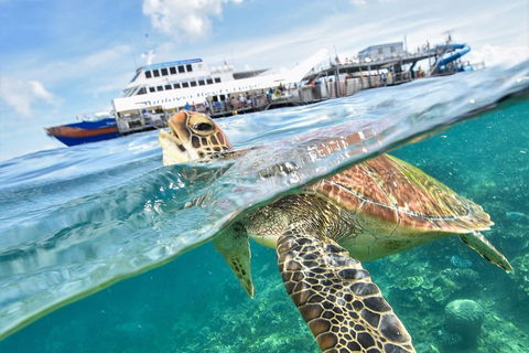Outer Reef Pontoon Experience From Cairns - Accommodation Bookings 5