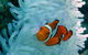 Seastar Luxury Outer Great Barrier Reef Island And Reef Tour From Cairns - thumb 0