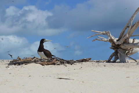 Seastar Luxury Outer Great Barrier Reef Island And Reef Tour From Cairns - Accommodation Bookings 1