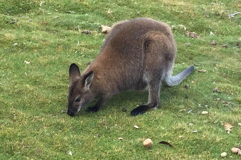 Cradle Mountain Day Tour From Launceston Including Lunch - Accommodation Bookings 5