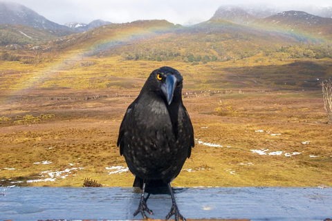 Cradle Mountain Park Explorer Guided Tour - Accommodation Bookings 2