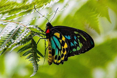Private Daintree And Cape Tribulation Tour From Port Douglas - Accommodation Bookings 2