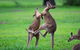 Private Daintree And Cape Tribulation Tour From Port Douglas - thumb 4