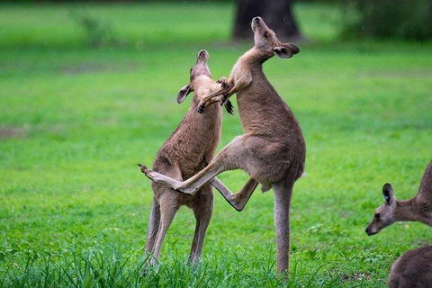 Private Daintree And Cape Tribulation Tour From Port Douglas - Accommodation Bookings 4