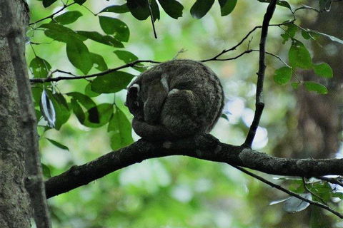 Private Daintree And Cape Tribulation Tour From Port Douglas - Accommodation Bookings 5