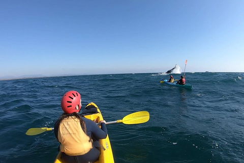 Kayaking With Dolphins In Byron Bay Guided Tour - Accommodation Bookings 3
