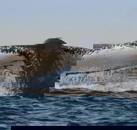 Sydney Whale-Watching Cruise Including Lunch or Breakfast - Accommodation Bookings