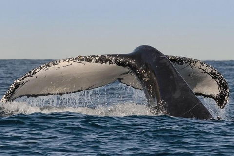 Sydney Whale-Watching Cruise Including Lunch Or Breakfast - Accommodation Bookings 0
