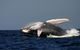 Sydney Whale-Watching Cruise Including Lunch Or Breakfast - thumb 1
