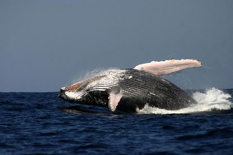 Sydney Whale-Watching Cruise Including Lunch Or Breakfast - Accommodation Bookings 1