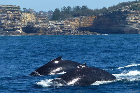 Sydney Whale-Watching Cruise Including Lunch Or Breakfast - Accommodation Bookings 2