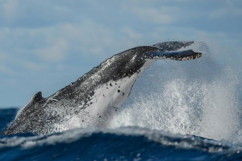 Sydney Whale-Watching Cruise Including Lunch Or Breakfast - Accommodation Bookings 4