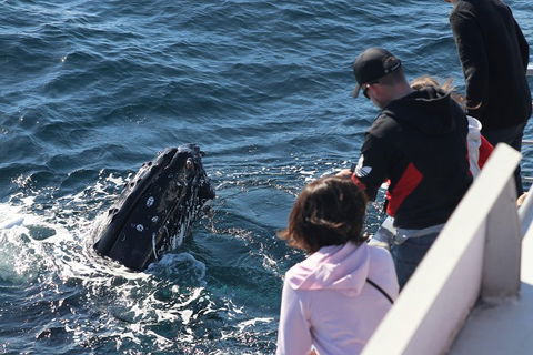 Sydney Whale-Watching Cruise Including Lunch Or Breakfast - Accommodation Bookings 5