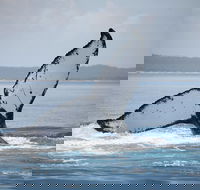 Hervey Bay Whale Watching Cruise - Accommodation Bookings