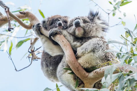 Great Ocean Road And 12 Apostles Day Trip From Melbourne - Accommodation Bookings 1