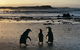 Phillip Island Penguin Parade Day Trip With Koala Conservation Reserve Visit - thumb 0