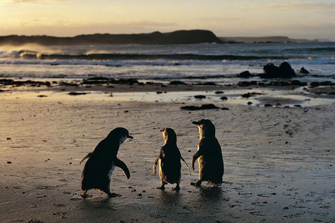 Phillip Island Penguin Parade Day Trip With Koala Conservation Reserve Visit - Accommodation Bookings 0