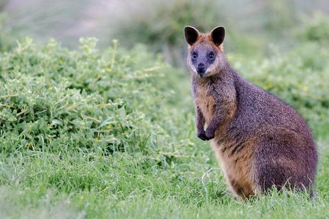 Phillip Island Penguin Parade Day Trip With Koala Conservation Reserve Visit - Accommodation Bookings 1