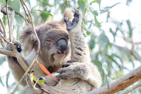 Phillip Island Penguin Parade Day Trip With Koala Conservation Reserve Visit - Accommodation Bookings 2