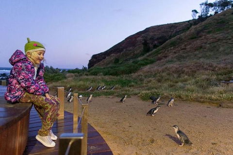 Phillip Island Penguin Parade Day Trip With Koala Conservation Reserve Visit - Accommodation Bookings 3