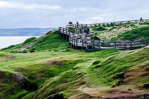 Phillip Island Penguin Parade Day Trip With Koala Conservation Reserve Visit - Accommodation Bookings 4