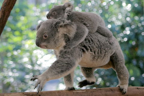 Lone Pine Koala Sanctuary Admission With Brisbane River Cruise - Accommodation Bookings 0