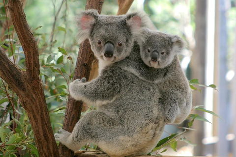 Lone Pine Koala Sanctuary Admission With Brisbane River Cruise - Accommodation Bookings 3