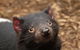Day Tour In Mt. Field, Mt. Wellington, Bonorong Wildlife Sanctuary And Richmond - thumb 4