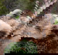 Melbourne Zoo General Entry Ticket - Accommodation Bookings