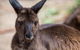 Australian Wildlife Tour At Melbourne Zoo Ticket - thumb 0
