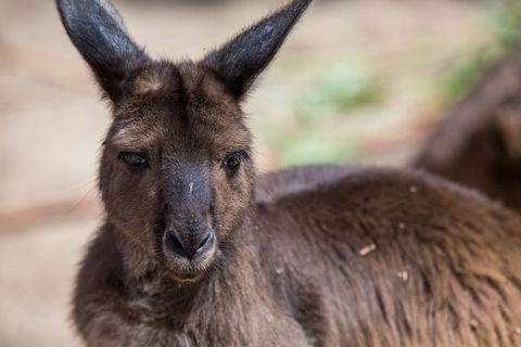 Australian Wildlife Tour At Melbourne Zoo Ticket - Accommodation Bookings 0