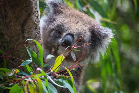 Australian Wildlife Tour At Melbourne Zoo Ticket - Accommodation Bookings 1