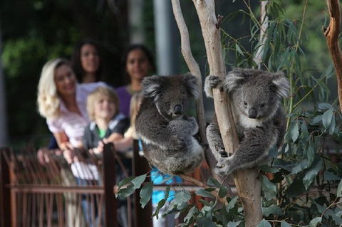 Australian Wildlife Tour At Melbourne Zoo Ticket - Accommodation Bookings 2
