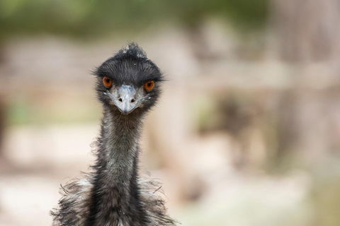Australian Wildlife Tour At Melbourne Zoo Ticket - Accommodation Bookings 3