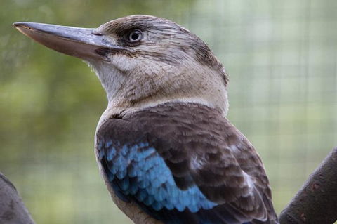 Australian Wildlife Tour At Melbourne Zoo Ticket - Accommodation Bookings 4