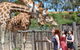 Slumber Safari At Werribee Open Range Zoo - thumb 3