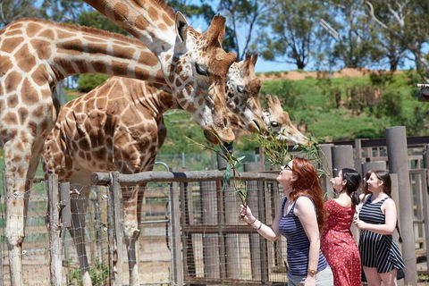 Slumber Safari At Werribee Open Range Zoo - Accommodation Bookings 3