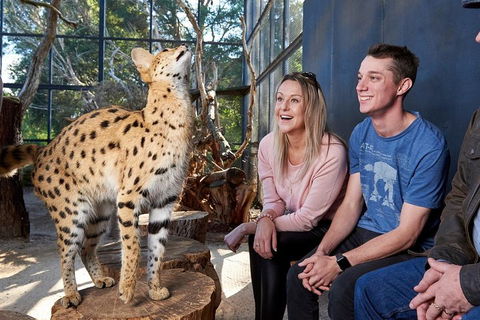 African Cat Encounter At Werribee Open Range Zoo - Accommodation Bookings 0