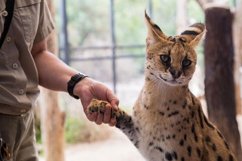 African Cat Encounter At Werribee Open Range Zoo - Accommodation Bookings 1