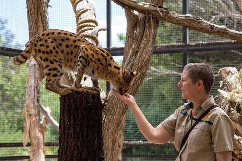 African Cat Encounter At Werribee Open Range Zoo - Accommodation Bookings 2