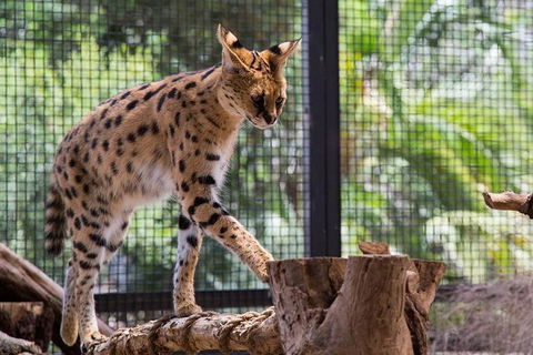 African Cat Encounter At Werribee Open Range Zoo - Accommodation Bookings 3