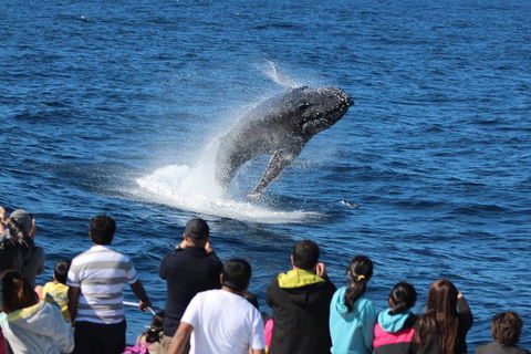 Tangalooma Island Resort Whale Watching Day Cruise - Accommodation Bookings 0