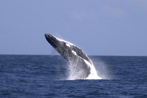 Tangalooma Island Resort Whale Watching Day Cruise - Accommodation Bookings 4