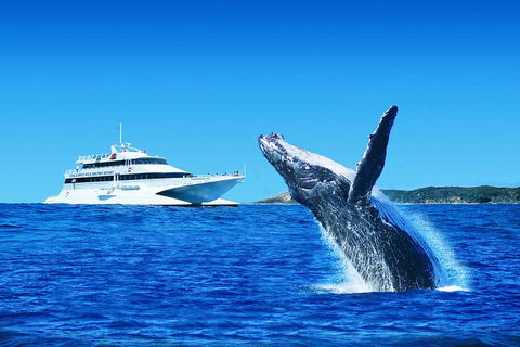 Tangalooma Island Resort Whale Watching Day Cruise With Dolphin Viewing - Accommodation Bookings 2