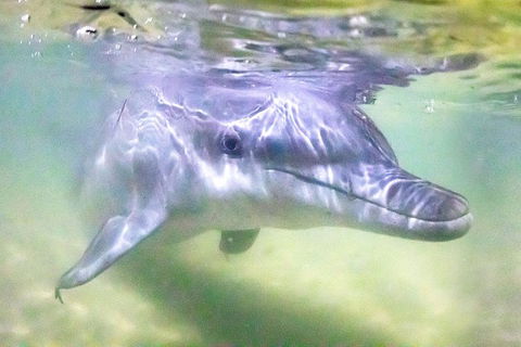 Tangalooma Island Resort Whale Watching Day Cruise With Dolphin Feeding - Accommodation Bookings 0